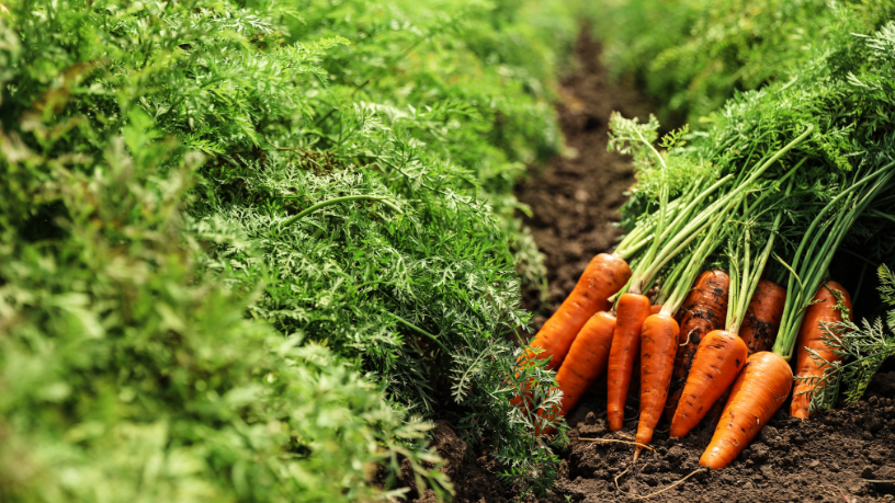 Neste texto, João Eustáquio De Almeida Junior explica o papel essencial da agricultura na segurança alimentar e no equilíbrio do sistema de produção de alimentos.