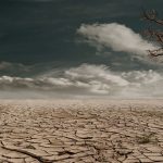 Árvore solitária sobre terreno árido e rachado, sob céu nublado.