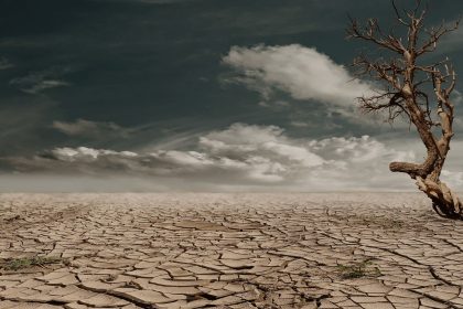 Árvore solitária sobre terreno árido e rachado, sob céu nublado.